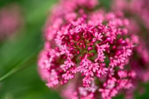Leuchtende Farben der Spornblume