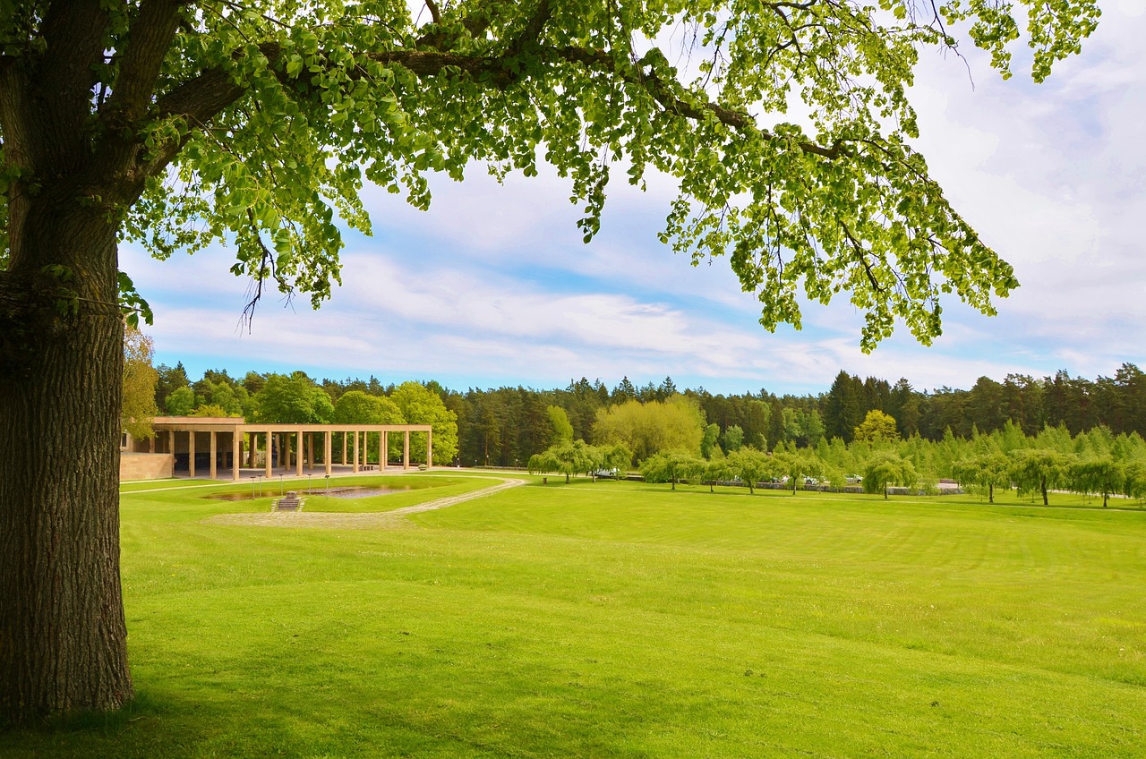 natur, grass, summer