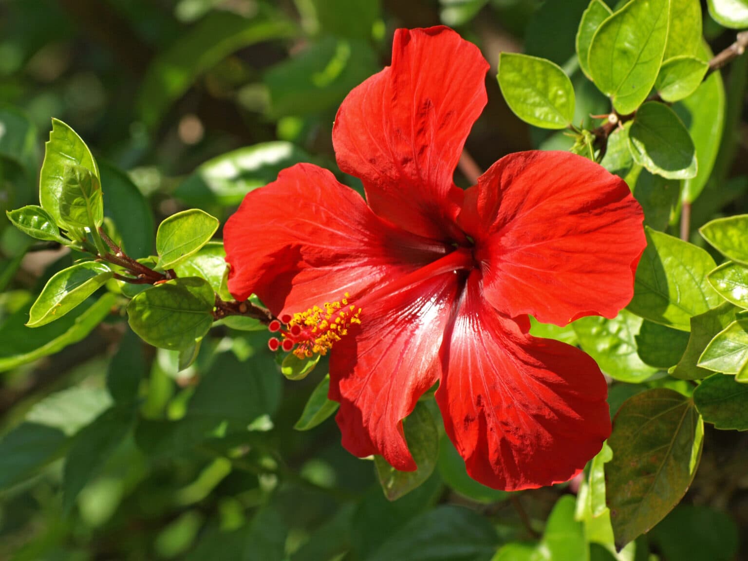 Hibiskus Düngen Effektive Tipps Für üppige Blütenpracht Im Garten