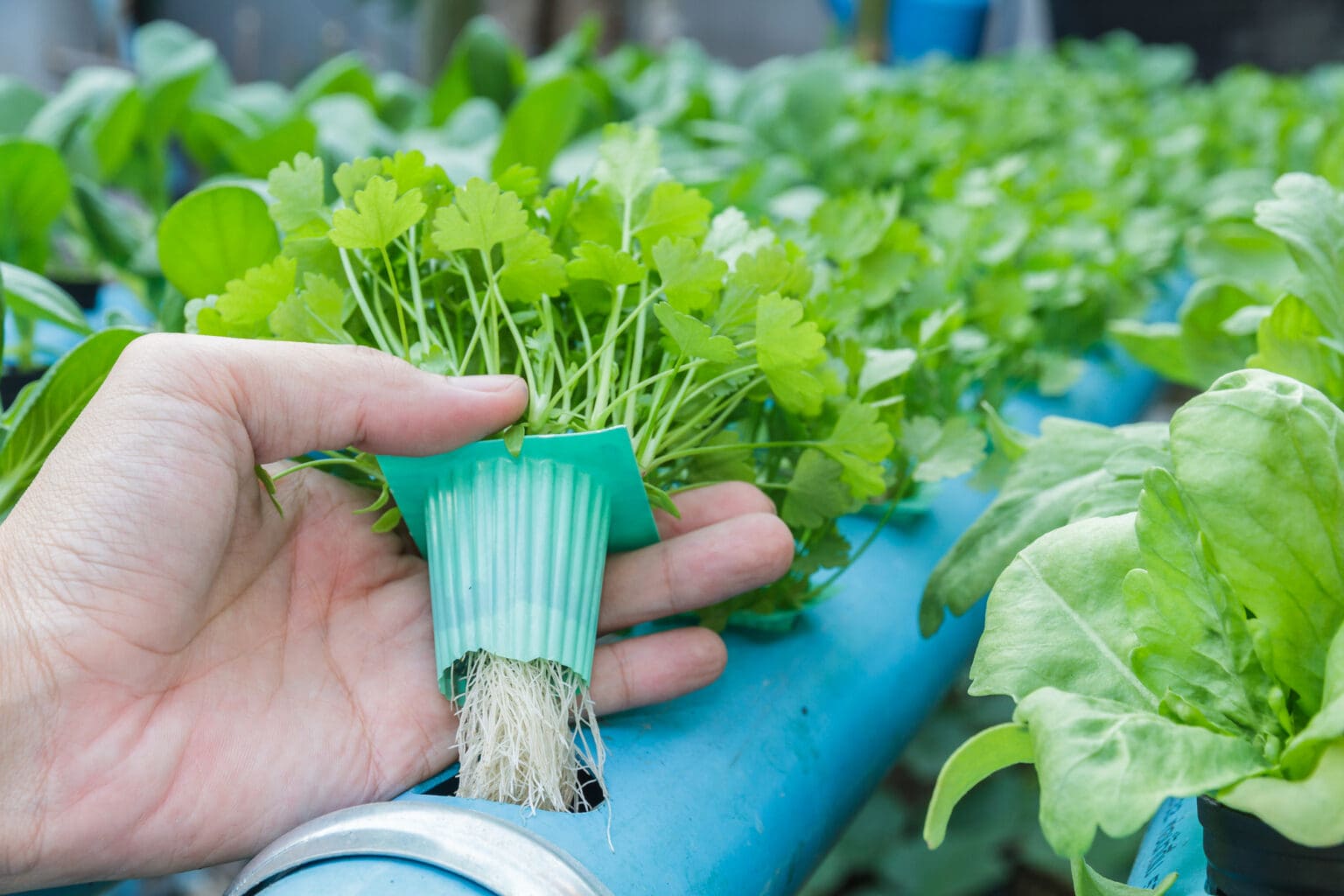 Hydrokultur Düngen Praktische Tipps Für Gesundes Gartenwachstum