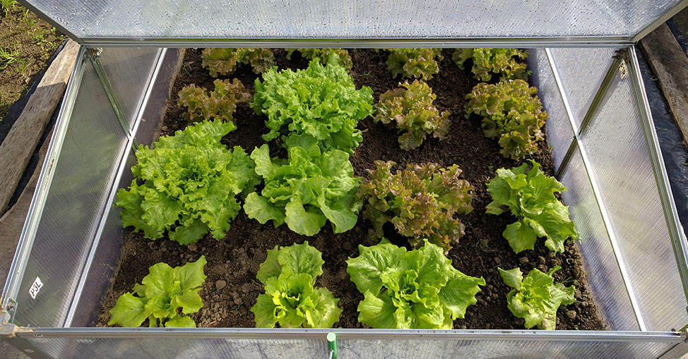 Otzoan Kunststoff Gartenglocke Glockenglöckchen Pflanzendecke Mini-Gewächshaus für Gemüse Pflanzen wachsen 