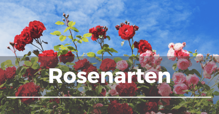 Rosenarten