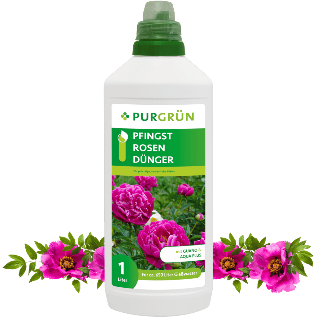 Pfingstrosen Düngen Der Richtige Dünger Für Eine Prächtige Blüte