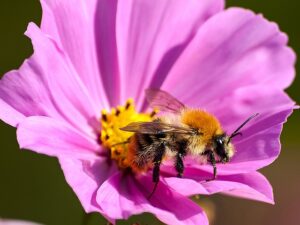 Die Ackerhummel