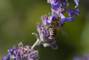 Katzenminze ist zugleich auch ein Bienenmagnet