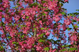 Die Blut-Johannisbeere trägt im Frühjahr ein wahres Blütenmeer.