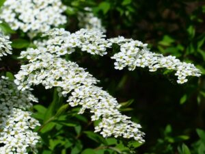 Die Rispenspiere trägt unzählige weiße Blüten an überhängenden Zweigen.