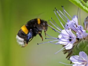 Die Erdhummel