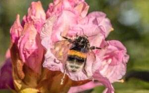 Die Gartenhummel