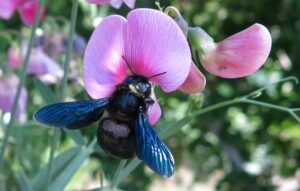 Die Blaue Holzbiene