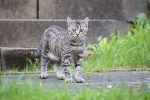 Katzen radikal aus dem Garten vertreiben