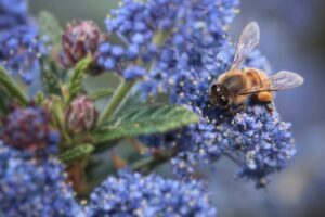 Die Säckelblume: Blau blühender Bienen- und Hummelmagnet.