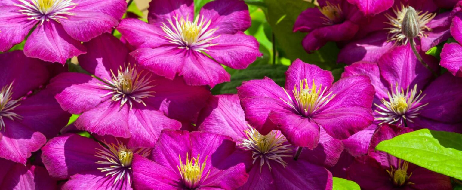 Die 3 Besten Clematis Dünger (2025) Im Test! Garten.Schule