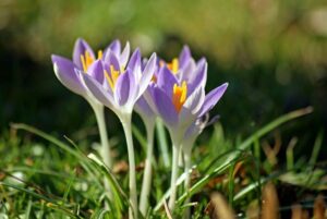 Eine der beliebtesten Krokus-Arten: Der Elfenkrokus.