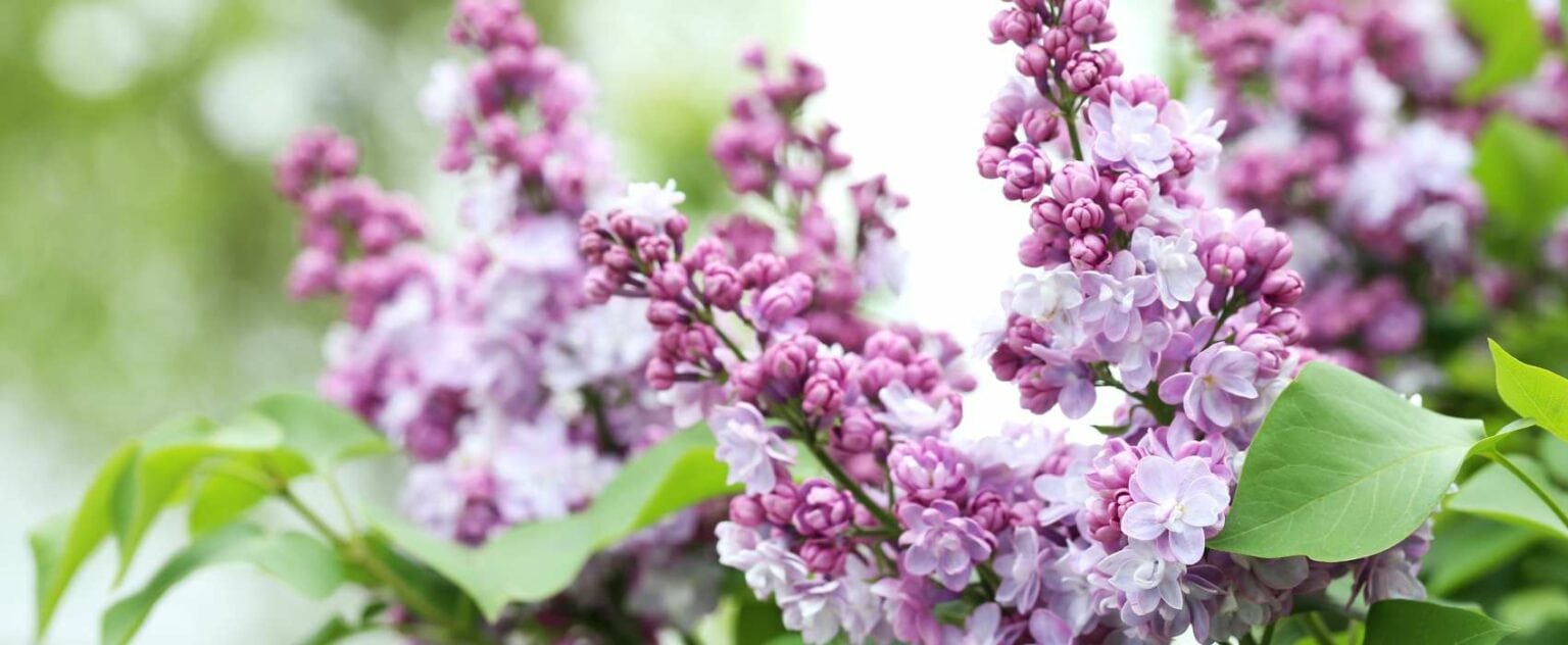 Flieder Düngen Für Farbenprächtige Blüten Garten.Schule