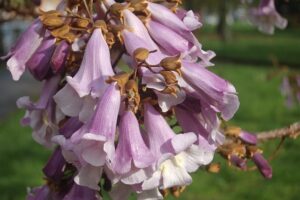 Der Blauglockenbaum hat wunderschöne Blüten, aber hat auch einige Nachteile