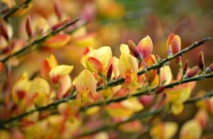 Der Edelginster punktet mit seinen attraktiv gefärbten, reichlichen Blüten.