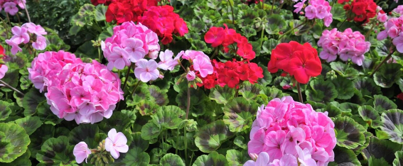 Geranien Im Blumenkasten & Kübel So Gelingt Die Pflege Garten.Schule