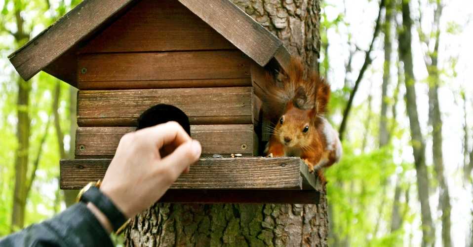 großes Futterhaus Eichhörnchen Haus aus Holz 