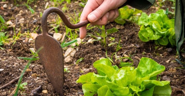Die 3 Besten Sauzähne (2025) Im Test! Garten.Schule