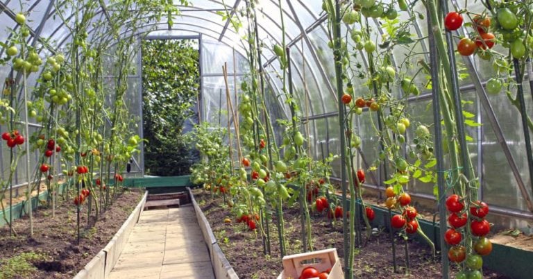 Die 3 Besten Tomatengewächshäuser (2025) Im Test! Garten.Schule