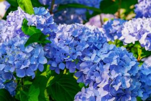 Ballhortensie in blau.