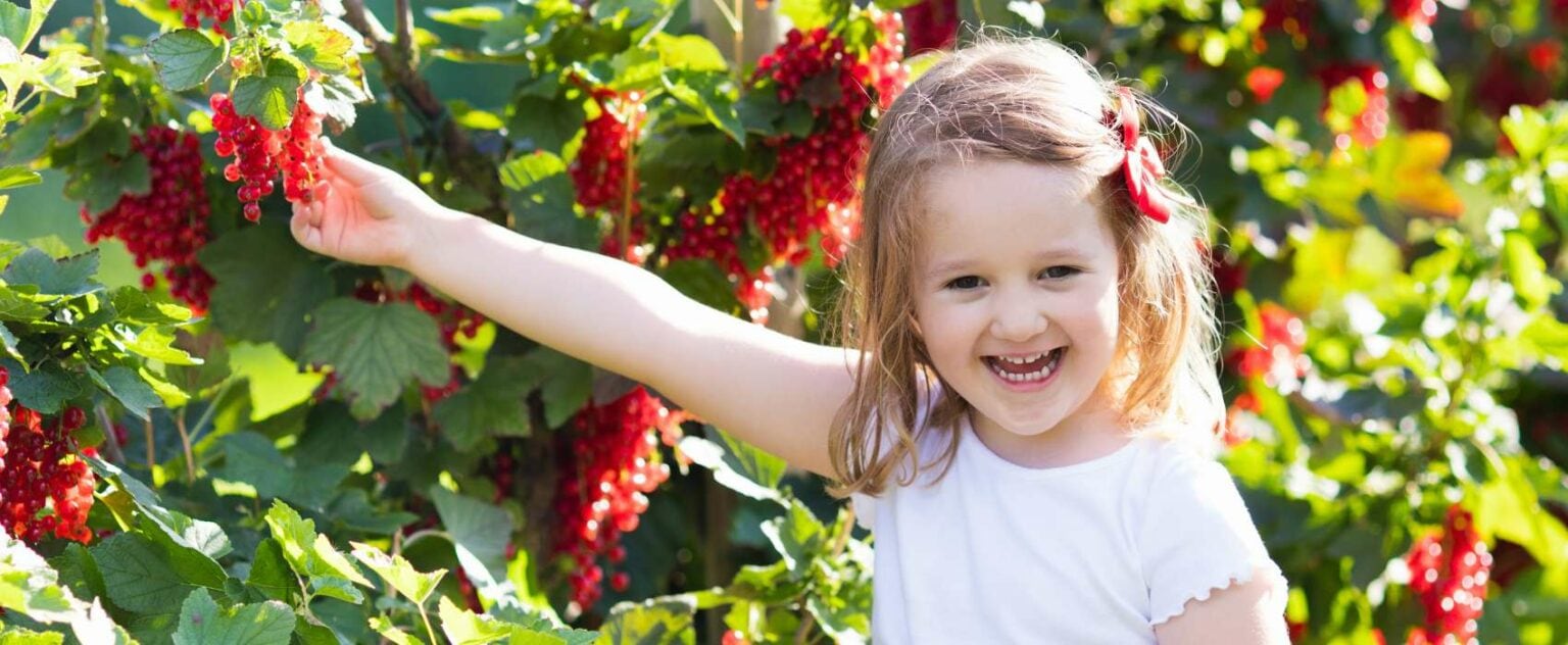 Johannisbeeren Düngen Für Starkes Wachstum Und Reiche Ernte Garten