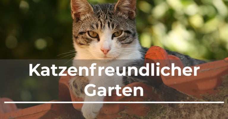 Katzenfreundlicher Garten