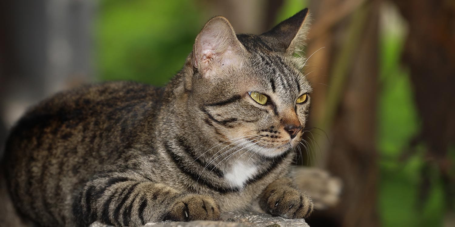 Katzen vertreiben: 5 Katzenschreck-Methoden - Mein schöner Garten