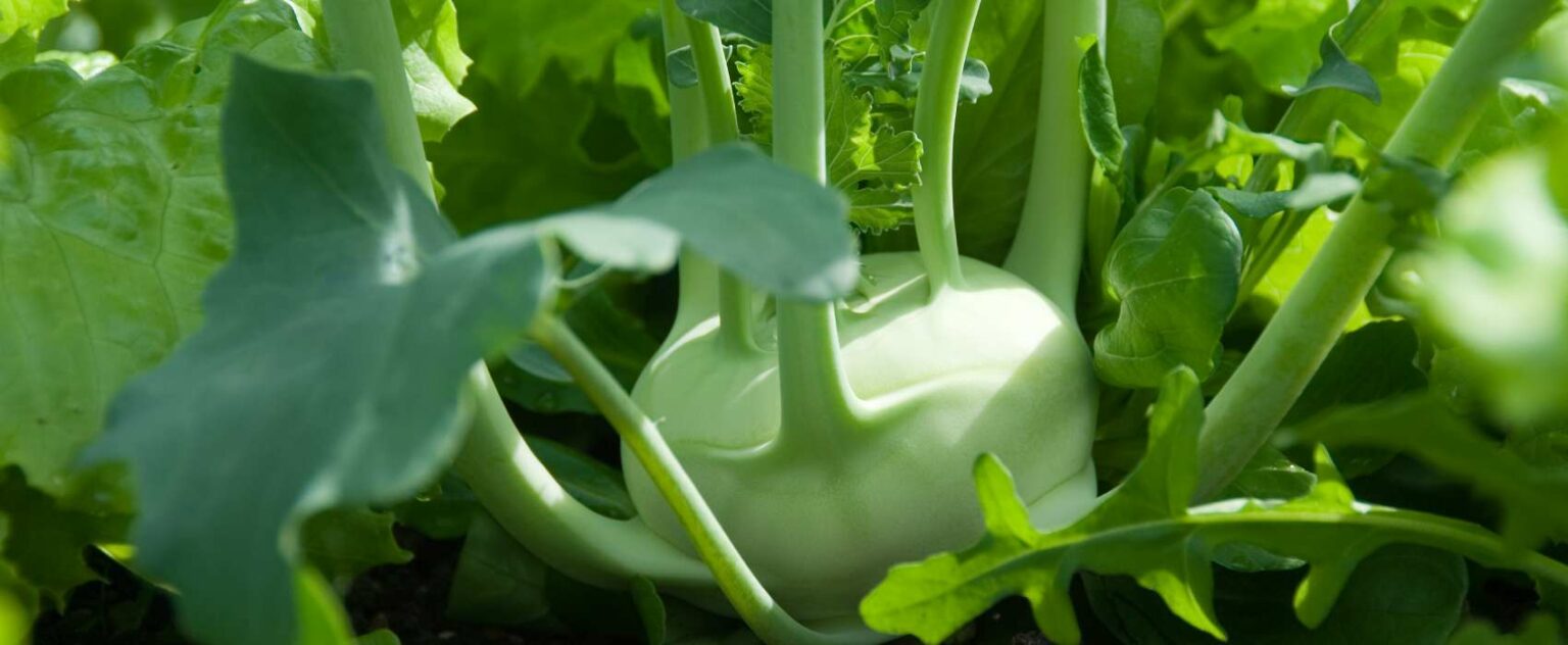 Kohlrabi Düngen - Kohlrabi-Wachstum Durch Richtige Düngung Fördern ...