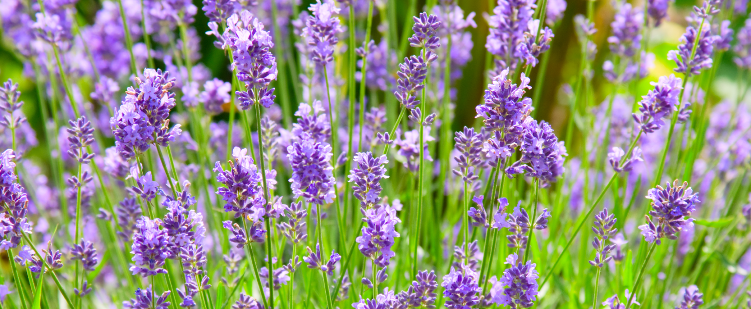 Lavendel Düngen Wie Der Richtige Dünger Die Pflanze Unterstützt