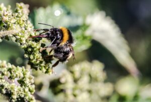 Die Wiesenhummel