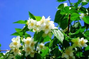 Blüten des Falschen Jasmins (Pfeifenstrauch)