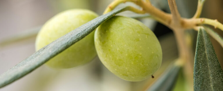 Die 4 Besten Olivenbaum Dünger (2023) Im Test!