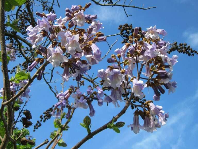 Blauglockenbaum Nachteile