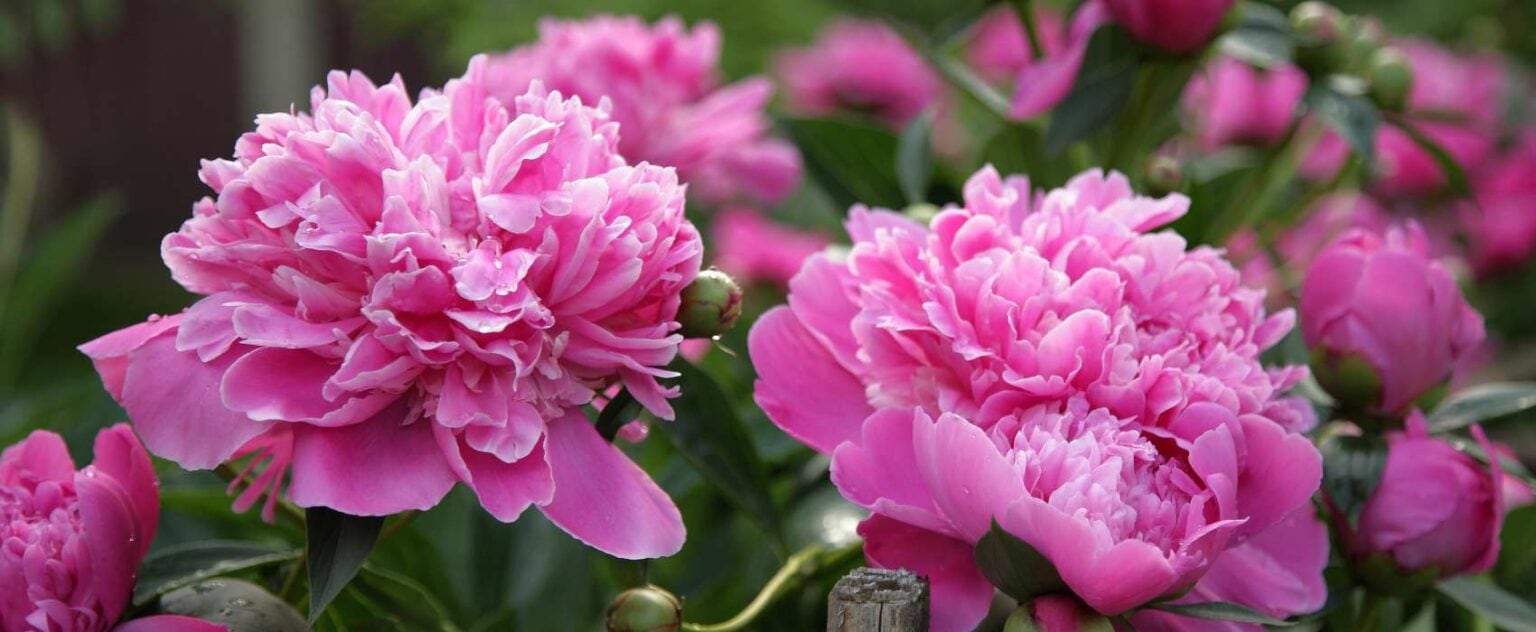 Pfingstrosen Düngen Der Richtige Dünger Für Eine Prächtige Blüte