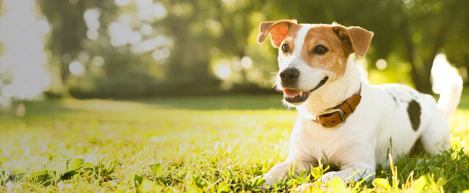 Rasendünger Für Hundebesitzer Welche Dünger Ungefährlich Für Hunde