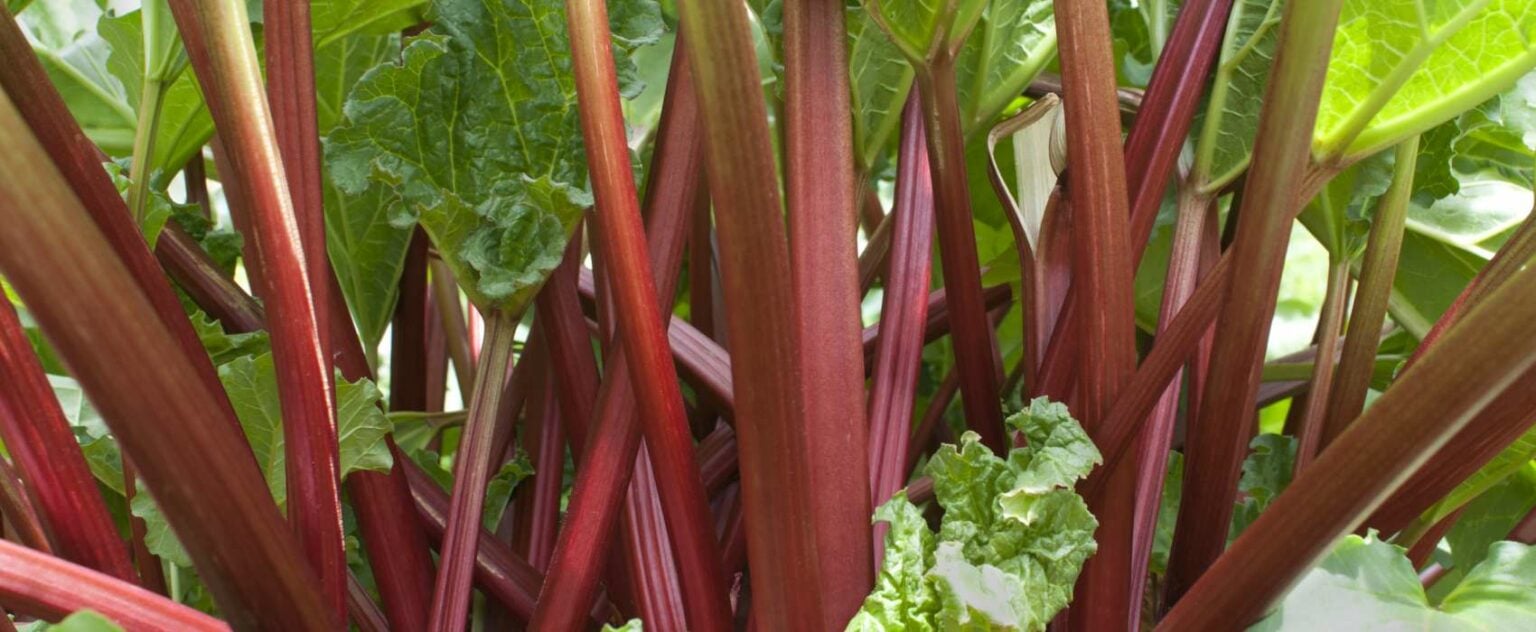 Die 3 Besten RhabarberDünger (2025) Im Test! Garten.Schule