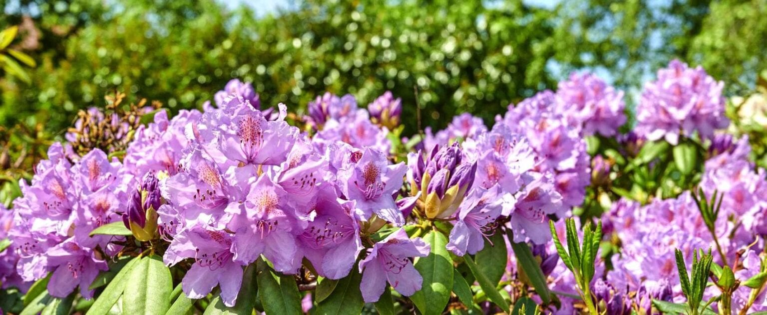Rhododendron Düngen Für Eine üppige Blüte Garten.Schule