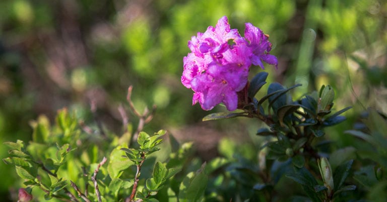Die 4 Besten Rhododendron-Dünger (2023) Im Test!