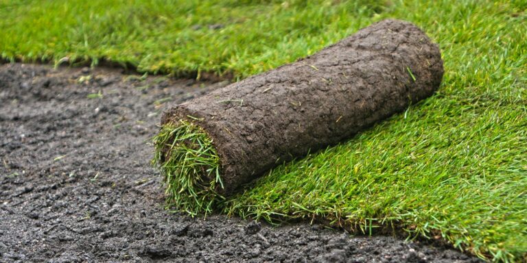 Rollrasen / Fertigrasen Verlegen So Legen Sie Rollrasen An! Garten