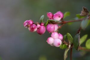 Die Purpurbeere trägt zuerst rosa Blüten und schmückt sich dann mit attraktiven Beeren.