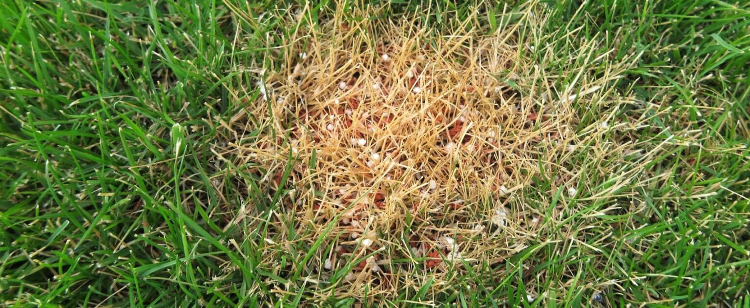 Verbrannten Rasen Retten Mit Diesen 6 Tipps Gelingt’s Garten.Schule