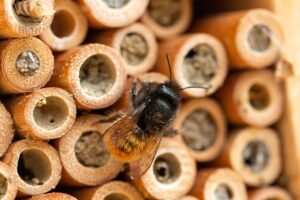 Die Rote Mauerbiene, häufiger Besucher im Bienenhotel