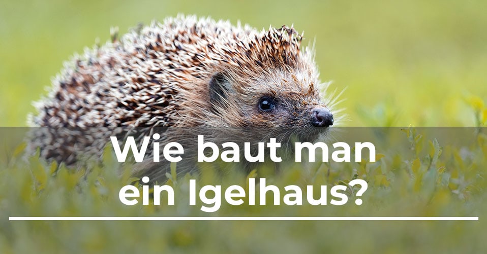 Wie Baut Man Ein Igelhaus? Garten.Schule