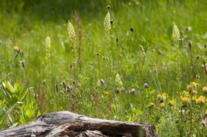 Bienenfreundlicher Naturgarten